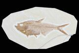 Detailed, Diplomystus Fossil Fish - Wyoming #79982-1